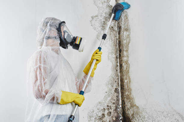 Best Certified Mold Removal  in Sharon, TN