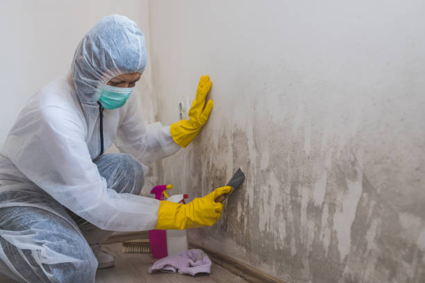 Best Affordable Mold Removal  in Sharon, TN