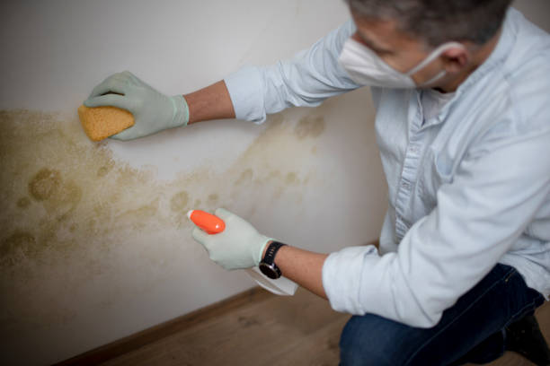Best Attic Mold Removal  in Sharon, TN