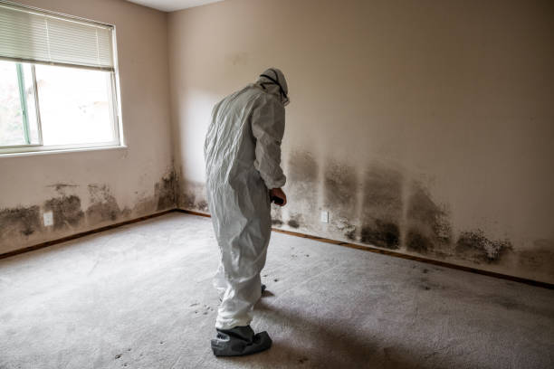 Best Emergency Mold Removal  in Sharon, TN