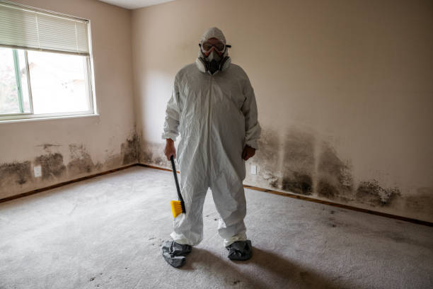 Best Same-Day Mold Removal  in Sharon, TN