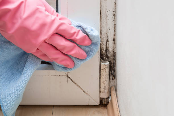 Best Home Mold Removal  in Sharon, TN